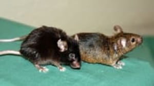 si-mice-aging-220-rollo-cp