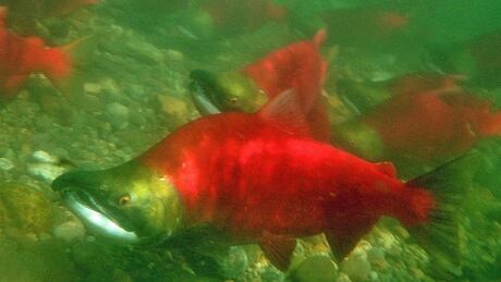 Sockeye salmon are heading up the Columbia River in near record numbers this year leading to predictions of a bountiful harvest. bc-140704-sockeye-salmon.jpg