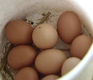 pe-si-eggs-in-bucket-220