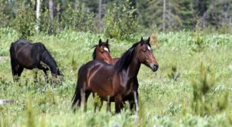 li-wild-horses-alberta