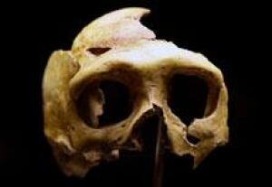 sm-220-neanderthal-skull-rtr2b3e6
