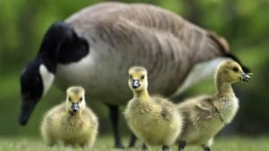 hi-canada-geese-852