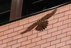 sm-220-peregrine-in-flight-mnr