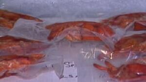 pe-tp-frozenlobster