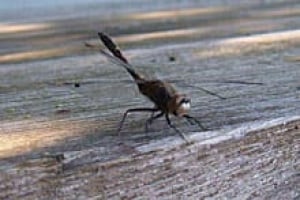 sm-220-dragonfly-l