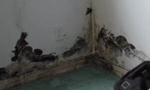 si-mould-fortalbany