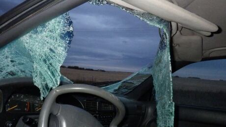 Windshield smashed in moose collision