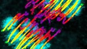 si-chromosome-220-cp-embl