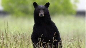 ns--hi-black-bear-hammonds-