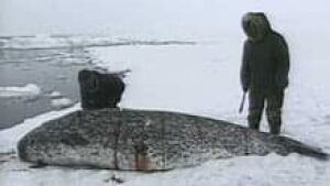 si-inuit-narwhal-hunt-file