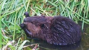 mi-beaver