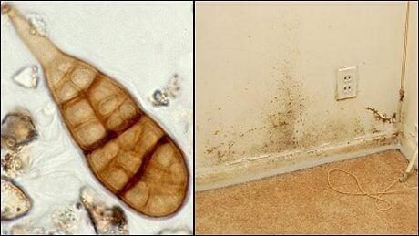 alternaria-2-up