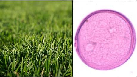 grass-2-up