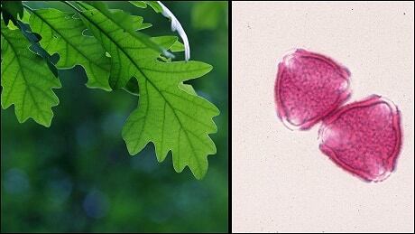 oak-2-up