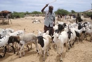 si-somali-herdsman-300-rtr2