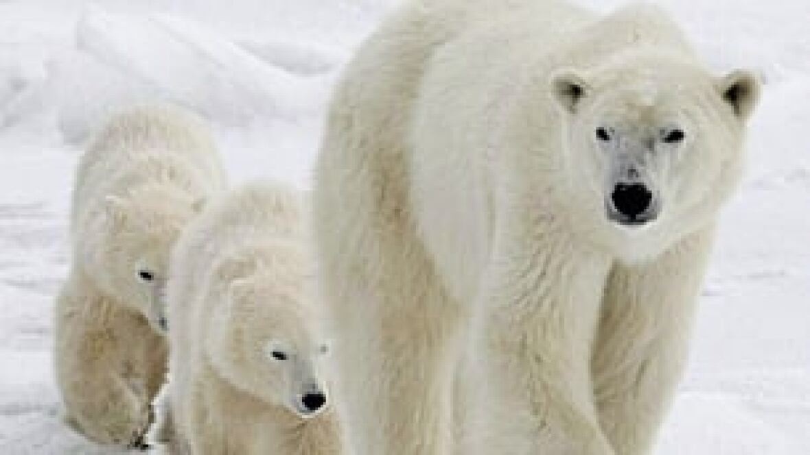 Late Hudson Bay ice imperils polar bears Canada CBC News
