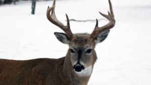sk-white-tail-deer-forestry