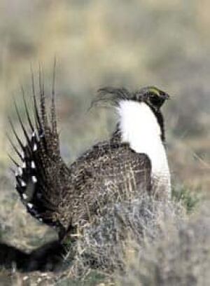 cgy-sage-grouse-cp-1325180