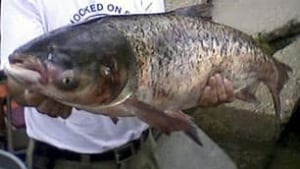 tp-asian-carp-cp-9072943