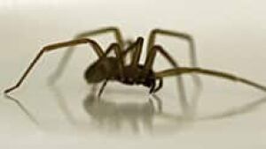 ii-spider-220-00496607