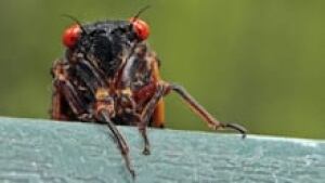in-cicada-220-cp-00655554-1