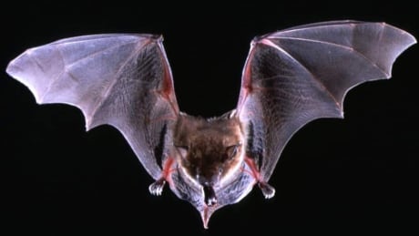 hi-bat-rabies-852-cp-129073