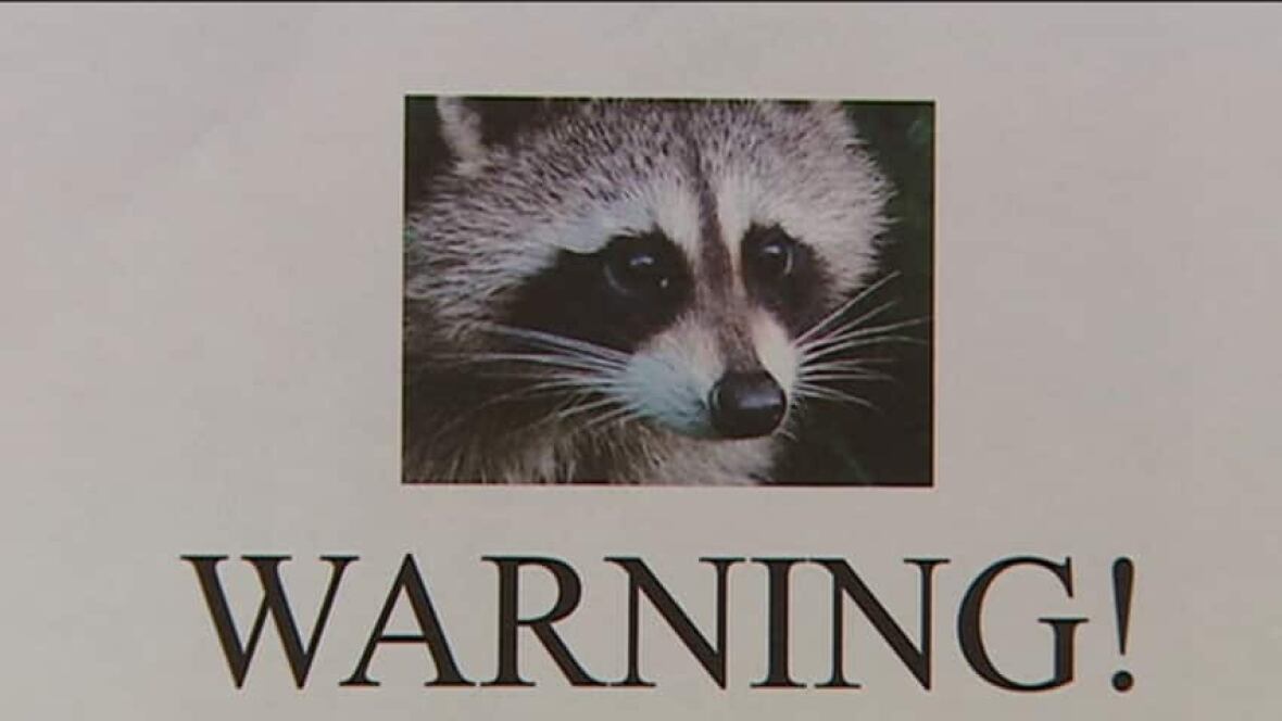 VIDEO Raccoons attack, kill cats in Richmond British Columbia CBC News
