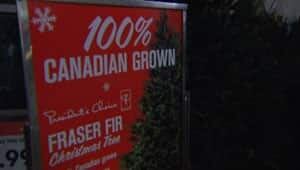 mi-tree-sales-superstore
