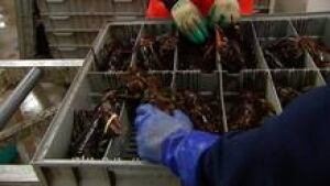 lobster-packing_852x479_1-3col