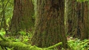 nb-wonder_cathedral_grove-2