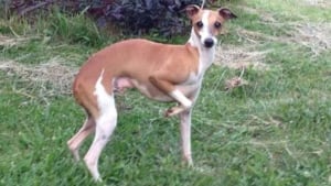 lost-dog-larry