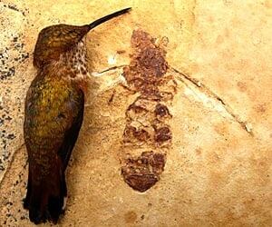md-300-giant-ant-fossil-sfu