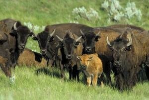 bison_herd_with_calf_james_page
