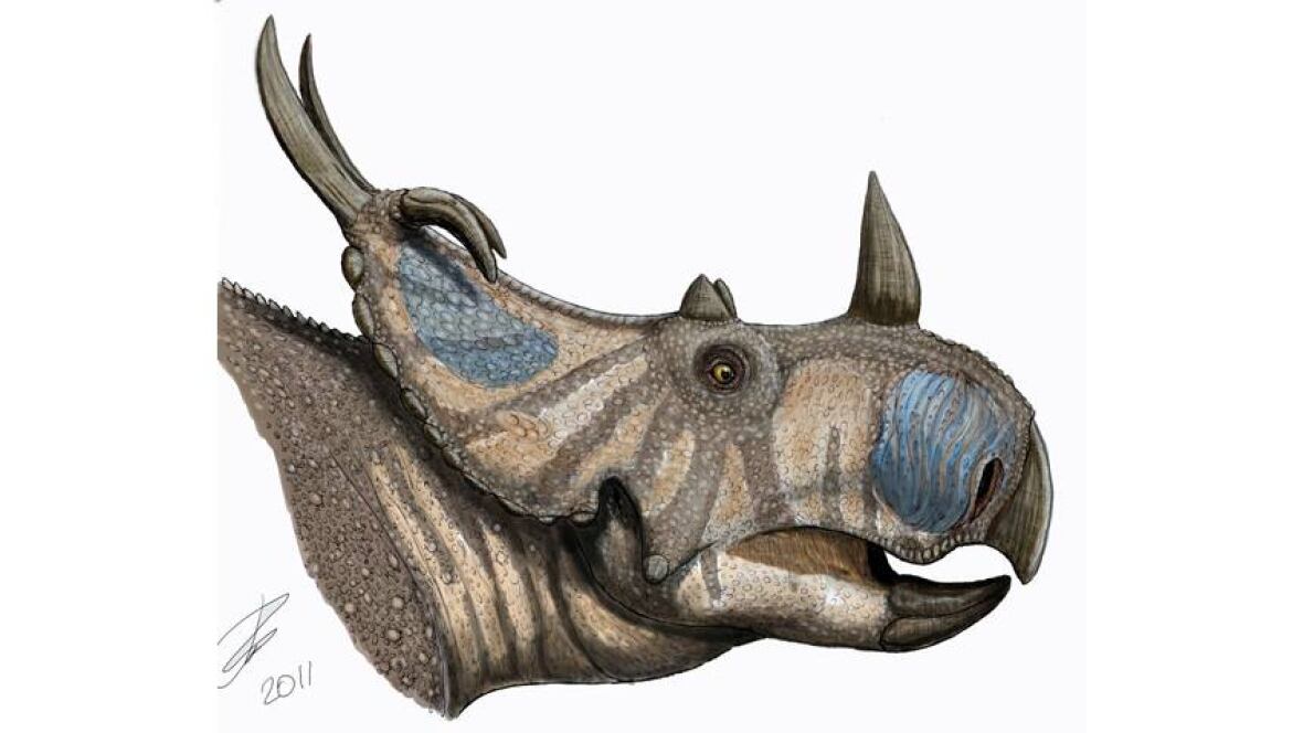 Alberta horned dinosaur fossils named as new species Technology