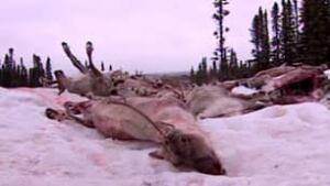 tp-caribou-labrador-201002