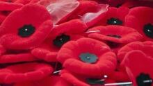 hi-cp-poppies-852