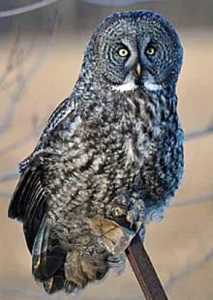 wdr-220-great-grey-owl