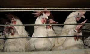ip-feedanimals-chicks-00154
