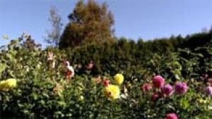 si-nb-fortress-garden-220