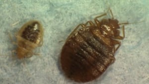 bed-bugs-9254416-1