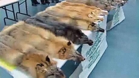 fur trade essay Argumentative essay (sample) - free download as pdf file (pdf), text file (txt) by reducing the fur trade, the numbers of animals suffering will decrease as. fur trade essay Argumentative essay (sample) - free download as pdf file (pdf), text file (txt) by reducing the fur trade, the numbers of animals suffering will decrease as.