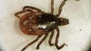 tick-cp-5276491