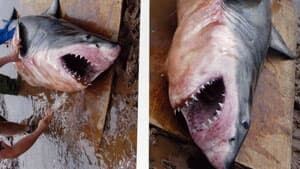 ns-shark-300