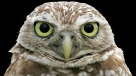 sk-liburrowingowl620