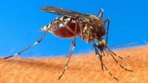 tp-mosquito-306-cp
