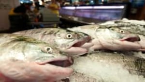 salmon-cp-9299945-306x172