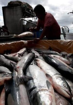 salmon-catch-cp-9268333-220x316