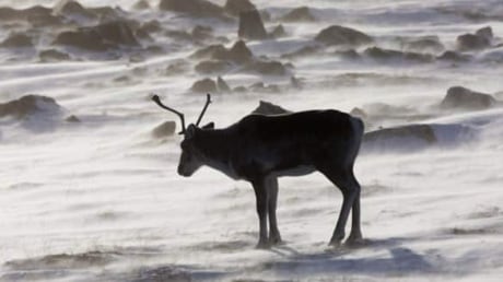 caribou-arctic-cp-7607123