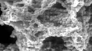 rusticlemicroscope