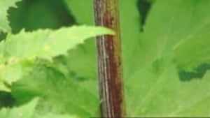 ott-100708-hogweed-stem